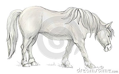 Fantasy illustration of cute domestic Breton horse on white background. Hand-drawn sketch. Cartoon Illustration