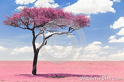 Pink acacia tree in savanna with infrared effect Stock Photo