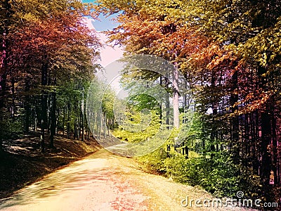 Fantasy Picture With Coloured Trees Woods Leafs Nature Road Forests Stock Photo