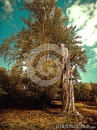 Fantasy Picture With Old Trees Woods Leafs Nature Retro Forests Stock Photo