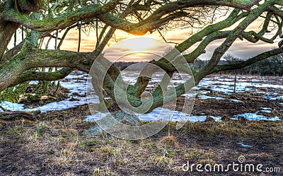 Fantasy tree sunrise Stock Photo