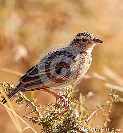 The Fappet Lark Stock Photo