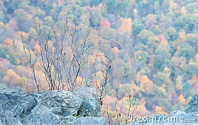 Foliage from atop Little Stony Man Cliffs, Shenandoah National Park, Virginia Stock Photo