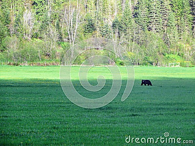 A faraway view of a black bear roaming around in a farmers field during a beautiful summer evening in clearwater, british columbia Stock Photo