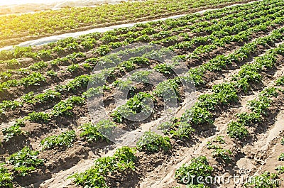 Farm agricultural field of plantation of young Riviera variety potato bushes. Agroindustry and agribusiness. Agriculture, growing Stock Photo
