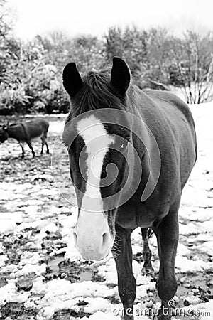 Blaze face quarter horse in black and white during winter snow Stock Photo