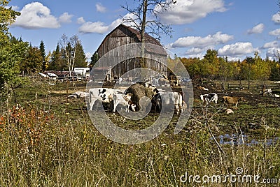 Farm animals Stock Photo