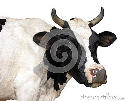 Farm animal - Side view of Holstein cow, 5 years old, standing. Stock Photo