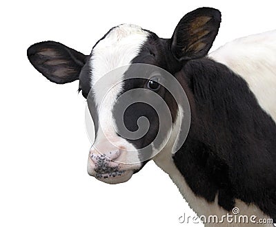 Farm Animals - Calf cow isolated on white background Stock Photo