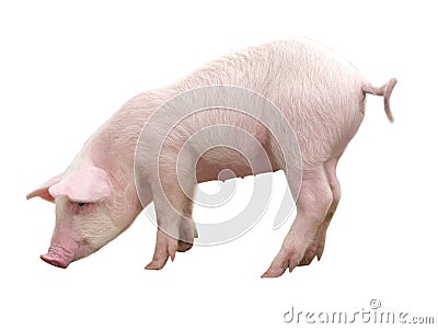 Farm Animals - Pig who is represented on a white background - Image Stock Photo