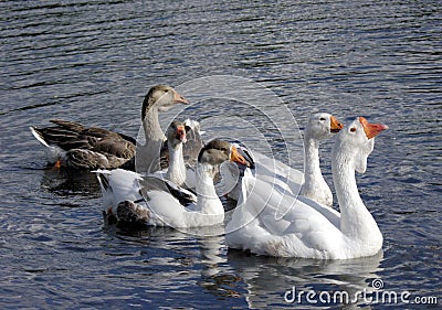 A Geese is swimming in the blue lake Stock Photo