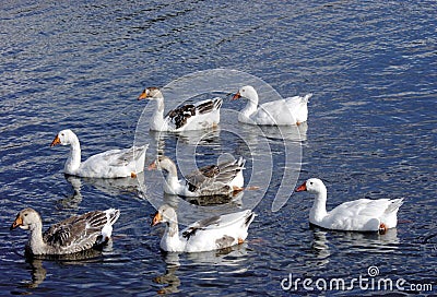 A Geese is swimming in the blue lake Stock Photo