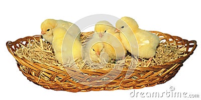 A new born baby yellow chicks - Stock image Stock Photo