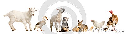 Farm animals Stock Photo