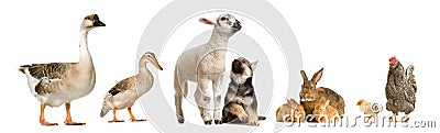 Farm animals Stock Photo