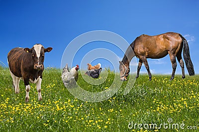 Farm animals Stock Photo