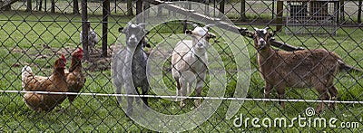 Farm animals Stock Photo