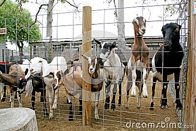 Farm Animals-Billy Goats Stock Photo