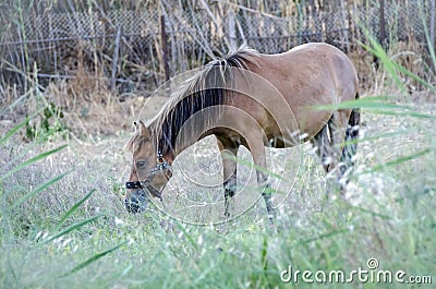 Farm animals. Brown Horse grazing in the field Stock Photo