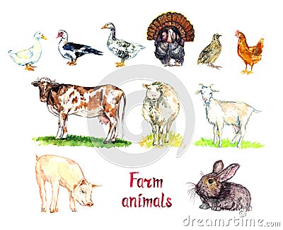 Farm animals collection, white domestic and south american muscovy duck, goose, turkey, quail and chicken, red cow, white sheep Cartoon Illustration