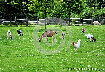 Farm animals Stock Photo