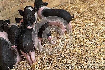 Farm animals : Funny spotted piglet, Cute baby Pot-bellied pigs in a farm. Stock Photo