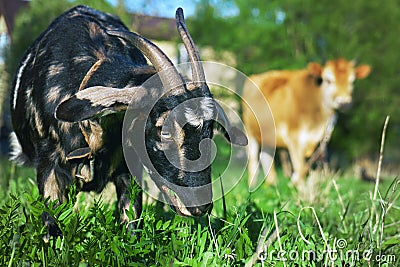 Farm animals grazing on a green meadow near a country house Stock Photo