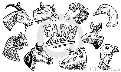 Farm animals. Head of a domestic horse pig goat cow alpaca llama rabbit sheep. Logos or emblems for signboard. Set of Vector Illustration