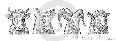 Farm animals icon set. Pig, cow, sheep and goat heads Vector Illustration