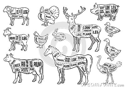Farm animals icons set. Collection of labels with beautiful such as goat chicken pig boar duck goose horse cow Turkey Vector Illustration