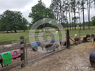Farm animals Ranch pigs animal Stock Photo
