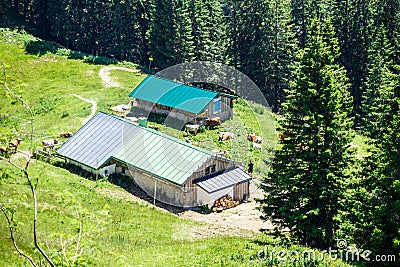 Farm buildings with livestock Stock Photo