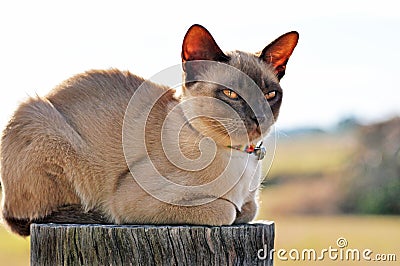 Farm cat perched on fence post Stock Photo