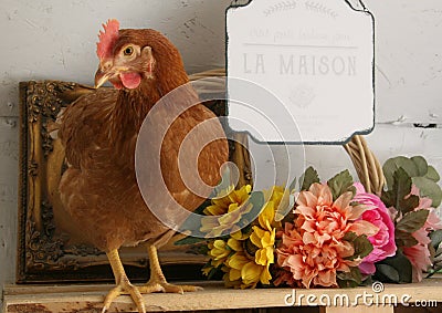 Farm Chicken in Coop, Flowers, Countryside Farm animal, Homestead, Homesteading, Farming. Stock Photo