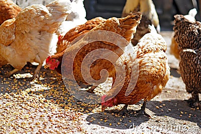 https://thumbs.dreamstime.com/x/farm-chickens-eating-corn-22716966.jpg