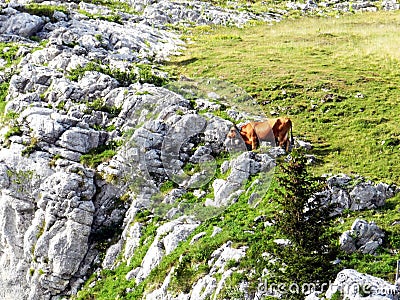 Farm cow climbs the rocks, Charmant Som, France Stock Photo