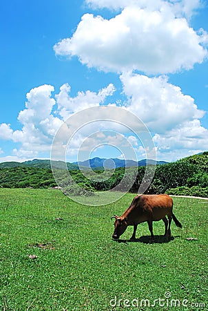 A farm cow on green grass forest in Hong Kong Tap Mun Stock Photo