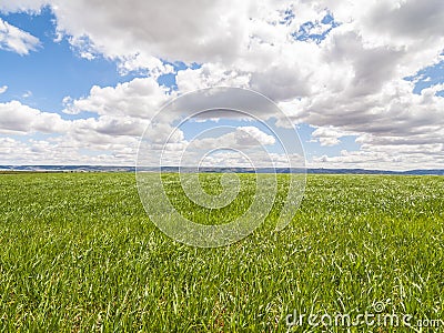 Farm, crop field. landscape with green grass. Spain agriculture. Stock Photo