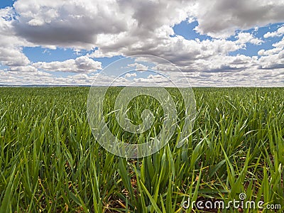 Farm, crop field. landscape with green grass. Spain agriculture. Stock Photo