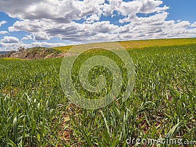 Farm, crop field. landscape with green grass. Spain agriculture. Stock Photo