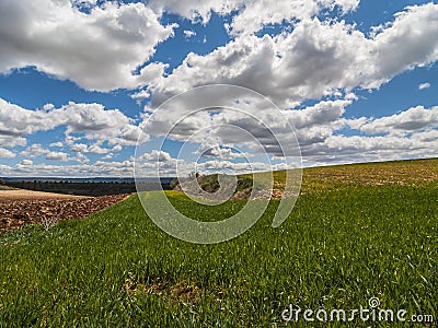 Farm, crop field. landscape with green grass. Spain agriculture. Stock Photo