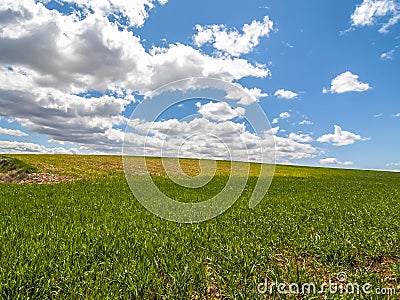 Farm, crop field. landscape with green grass. Spain agriculture. Stock Photo