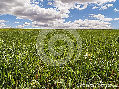 Farm, crop field. landscape with green grass. Spain agriculture. Stock Photo