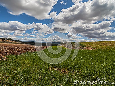 Farm, crop field. landscape with green grass. Spain agriculture. Stock Photo