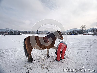 Farm employee hold horse at paddock for hooves check Stock Photo