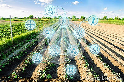 Farm field of cabbage. Young seedlings. Innovations and new technologies in the agricultural business. Scientific development Stock Photo