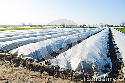 A farm field covered with rows of white cloth. Spunbond spunlaid nonwoven agricultural fabric. Greenhouse effect for plants in Stock Photo