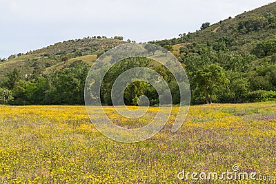 Farm field with flowers in Cercal Stock Photo
