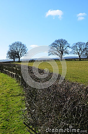 Farm field hedge in England. Stock Photo