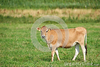 Farm, field and landscape, nature and cattle with environment and agriculture location in Denmark. Fresh air, grass and Stock Photo